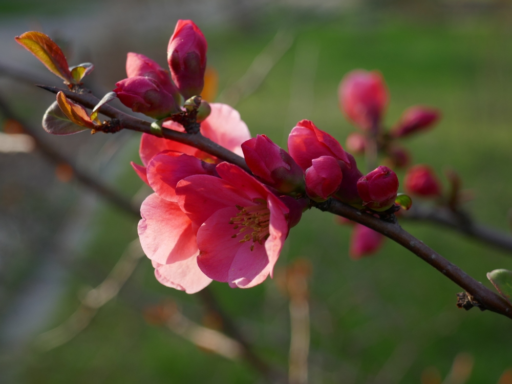 Zierquitte, Botanischer Garten Dresden